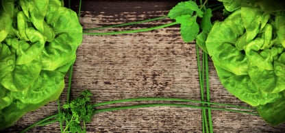 Lettuce packaging app