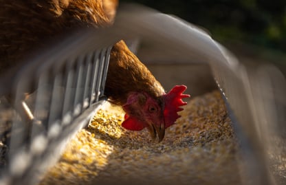 Poultry Packing Management Solution Software