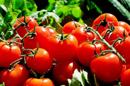 Tomato packing app
