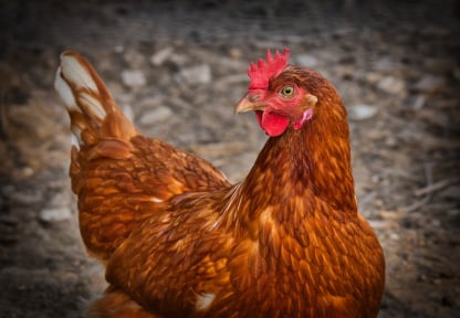 Poultry Packing Management Solution Software