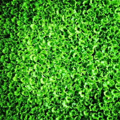 Lettuce packaging app