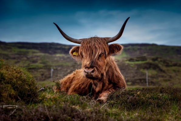 Beef packing inventory control solution