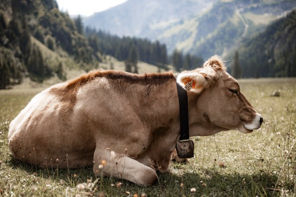 Beef packing inventory control solution