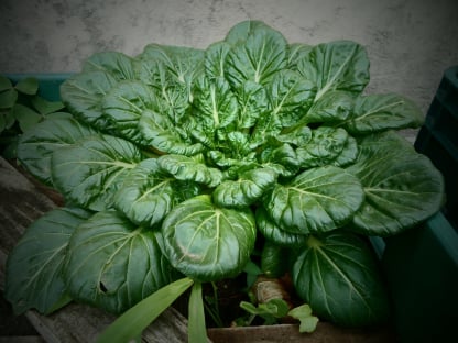 Spinach packing app