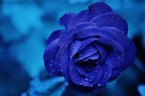Flower packing software – photo 3
