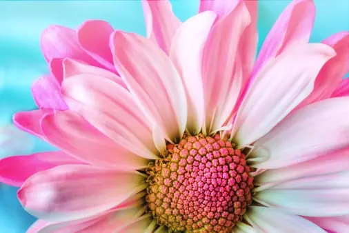 Flower packing software