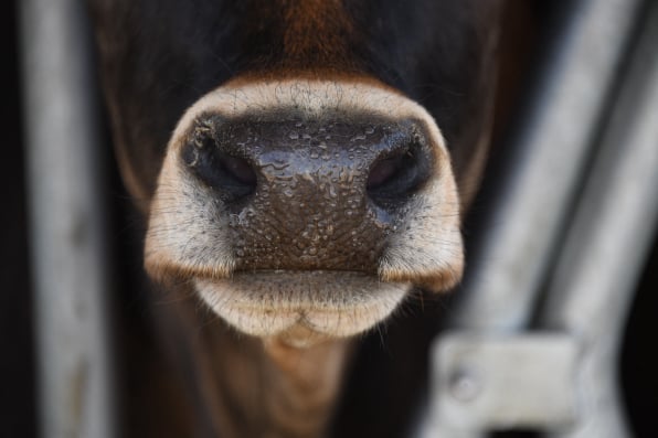 Slaughterhouse management system