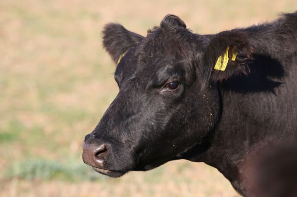Slaughterhouse management system