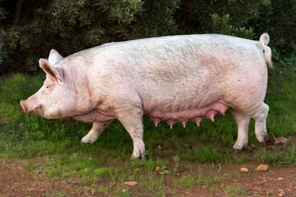 Abattoir management solutions for every day operations of small and medium sized abattoirs