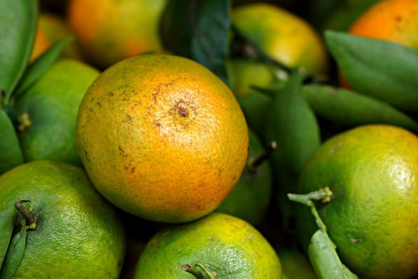 MYOB Fresh Produce Packing Software