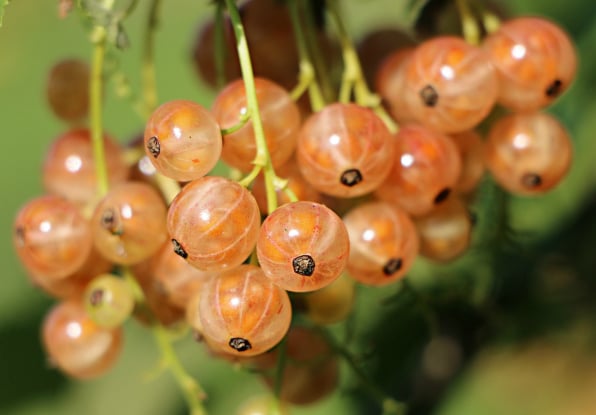 Fresh produce Packing App For Export and Import of Fruit