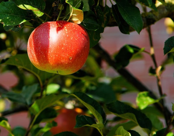 Apple Management Software Packing App for long term storage