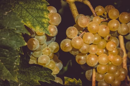 Grape packing app