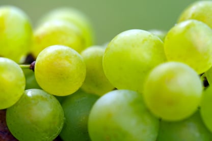 Table Grape packing app