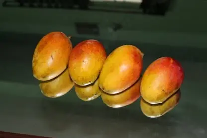 Mango packing app