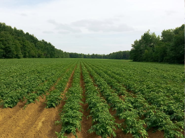 Potato processing software Packing value add 