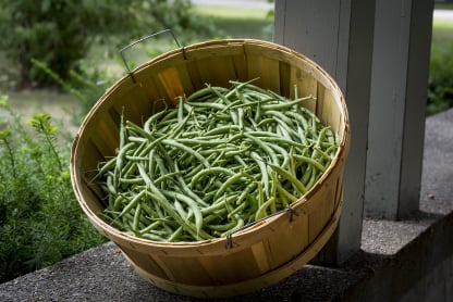 Bean packing app