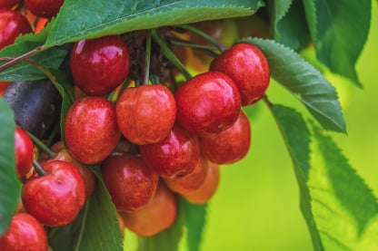 Cherry packing app