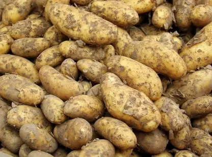 Potato Fresh Produce Software