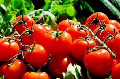 Tomato Fresh Produce Software