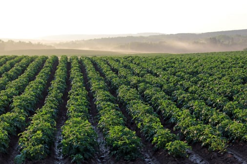 Potato traceability app