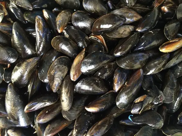 Mussel traceability