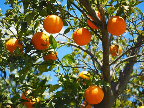 Fresh produce distribution software Traceability