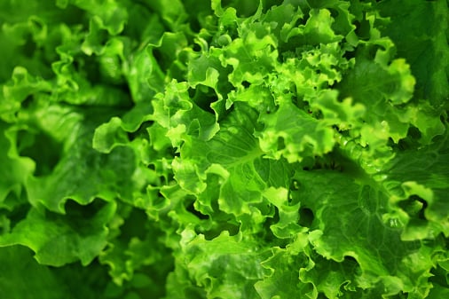 Leafy greens traceability app