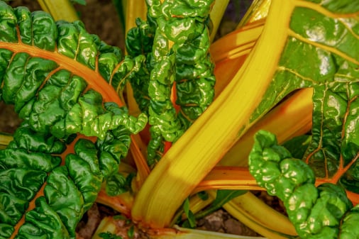 Leafy greens traceability app