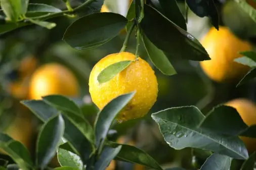 Citrus traceability app
