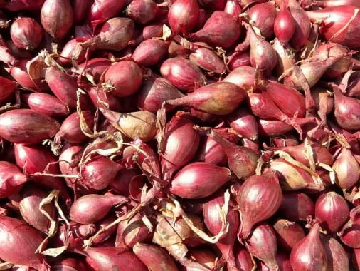 Onion traceability app