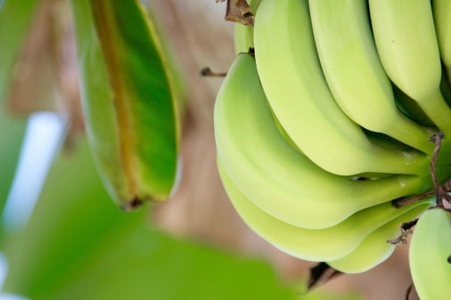 Banana traceability app