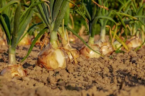 Onion traceability app