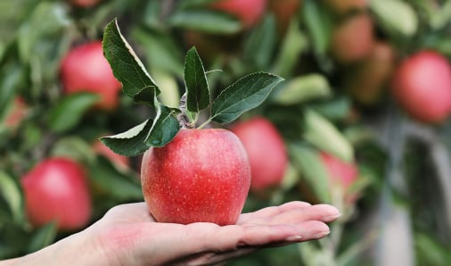 Apple traceability packing solution