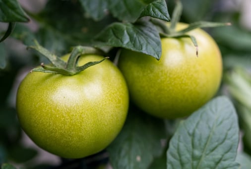 Tomato traceability app