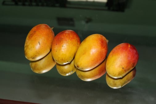 Mango traceability app