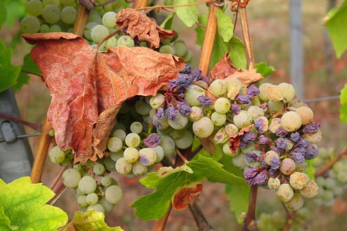 Table grape traceability app